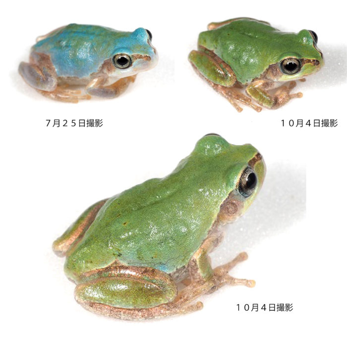 展示中の2匹の青アマガエル、片方はほぼ緑に変わる | キョロロ通信  