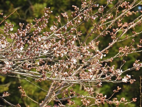 6bijinbayasi sakura satoru DSCN4904