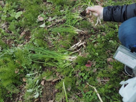 20210503_山菜探し02