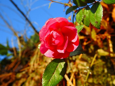 bara sakasita 20191211 DSCN3052