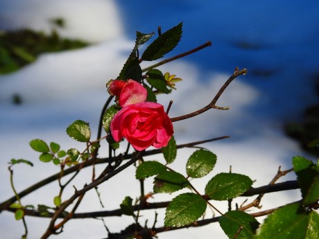 bara sakasita 20191211 DSCN3057