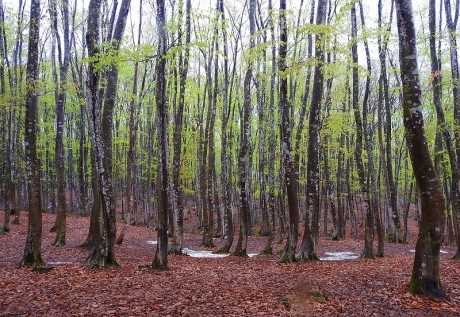 bijinbaasi satoru 20190422DSCN5055