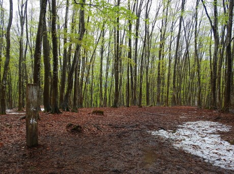 bijinbayasi satoru 20190422DSCN5052