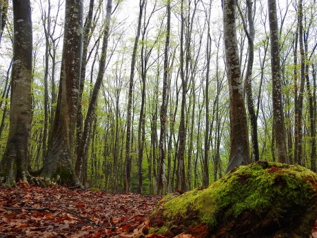 bijinbayasi satoru 20190422DSCN5054