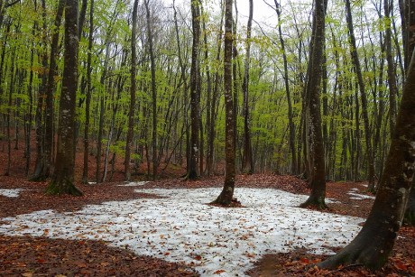 bijinbayasi satoru 20190422DSCN5057