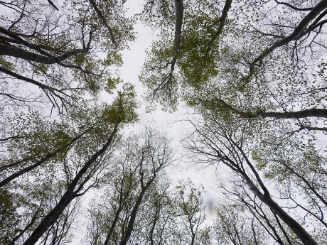 bijinbayasi satoru 20190422DSCN5061