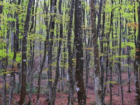 bijinbayasi satoru 20190422DSCN5062