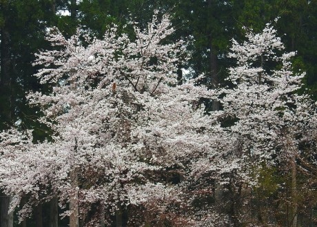 bijinbayasi tyusyajyo sakura satoru 20190422DSCN5065