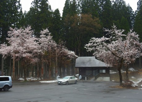 bijinbayssi tyusyajyo satoru 20190422DSCN5066