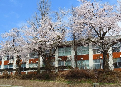 bunkou sakura satoru 20190422DSCN5147