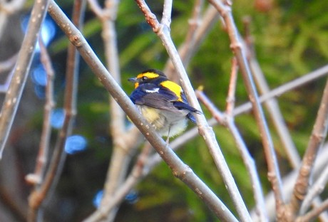 kibitaki kyororo satoru 20190422DSCN5163