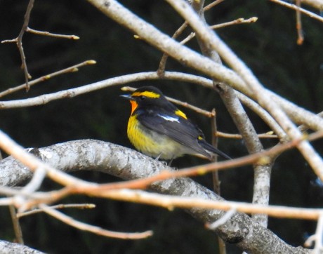 kibitaki kyororo satoru 20190422DSCN5165