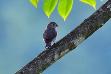 kosamebitaki20190525DSC_1033_00001