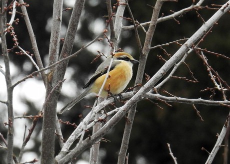 mozu sakasita satoru 20190402DSCN3863