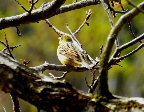 nijiko kyororo satoru 20190422DSCN5076