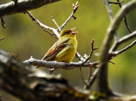 nojiko kyororo satoru 20190422DSCN5096