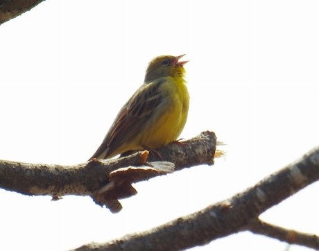 nojiko kyororo satoru 20190422DSCN5134