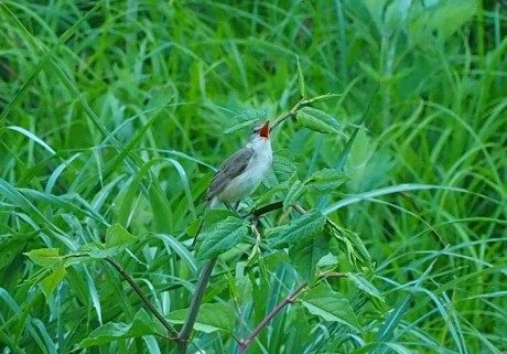 ooyosikiri_20190525001_04