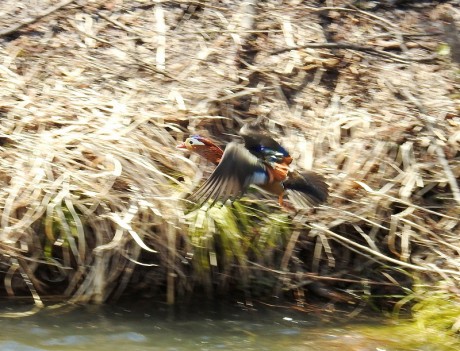 osidori osu sawaguti satoru 20190402DSCN3885