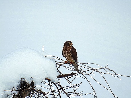 sasiba matunoyama satoru 20190403DSCN4018