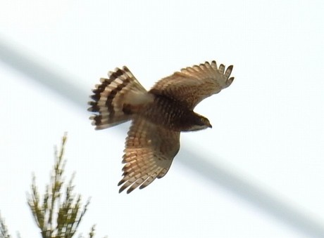 sasiba sakasita satoru 20190331DSCN3919