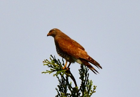 sasiba20190525DSC_1090_00001