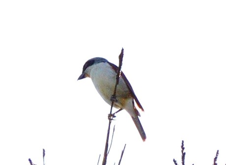 tigomozu20190525DSC_1078_00001