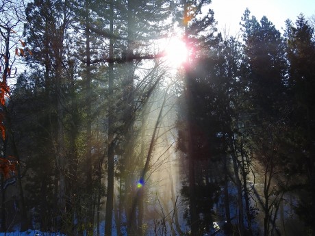 youkou saksita 20191211 DSCN3049