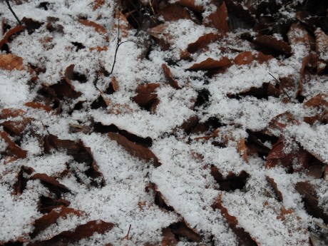 降雪ブナの葉の上20191129松之山DSCN2160