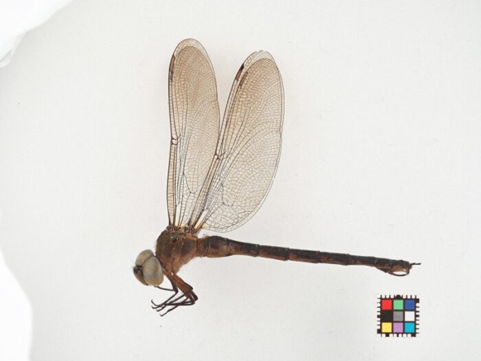 s-カトリヤンマ_全身_側面-