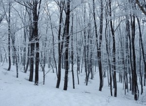 雪が小止みになり明るさが増した北原のブナ林
