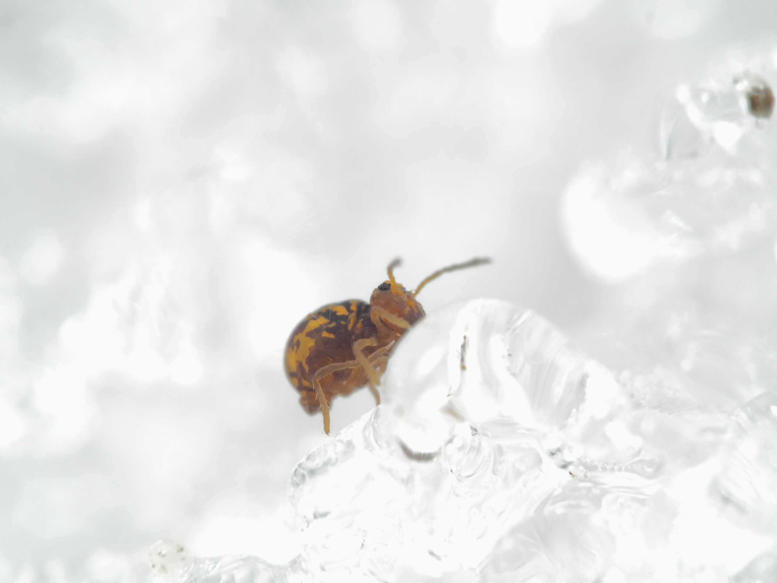 【雪上の昆虫採集】雪虫しらべ